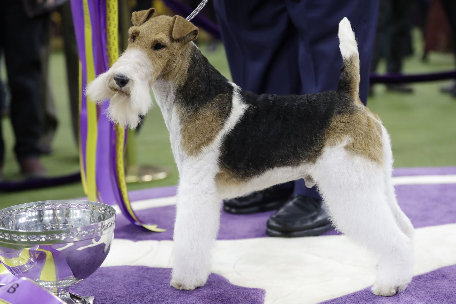 Westminster Dog Show